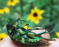 Zinc Beetle - Pestipedia