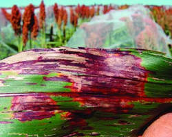 Zonate Leaf Spot Pests - Pestipedia