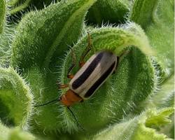 Zonitis Beetle - Pestipedia