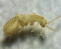 Zoraptera Insect - Pestipedia
