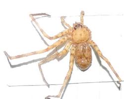 Zorro Spider - Pestipedia
