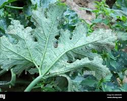 Zucchini Aphids - Pestipedia