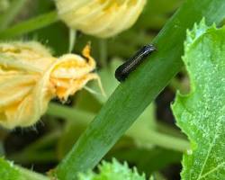 Zucchini Armyworms - Pestipedia