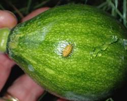 Zucchini Beetles - Pestipedia
