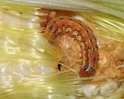 Zucchini Budworms - Pestipedia