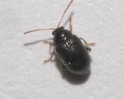 Zucchini Flea Beetles - Pestipedia