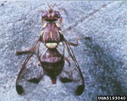 Zucchini Fruit Flies - Pestipedia