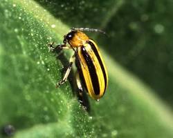 Zucchini Leaf Beetles - Pestipedia
