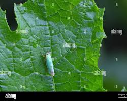 Zucchini Leafhoppers - Pestipedia