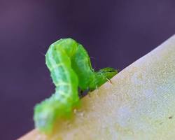 Zucchini Loopers - Pestipedia