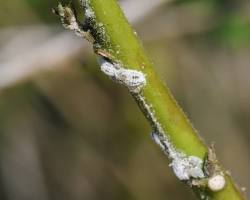 Zucchini Mealybugs - Pestipedia
