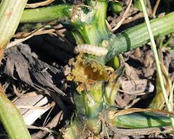 Zucchini Root Maggots - Pestipedia