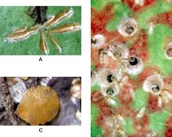 Zucchini Scale Insects - Pestipedia