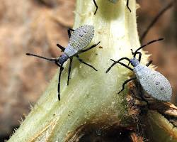 Zucchini Seed Weevils - Pestipedia