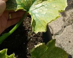 Zucchini Spider Mites - Pestipedia