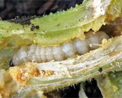 Zucchini Stem Borers - Pestipedia