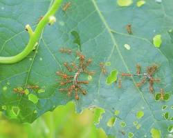 Zucchini Thrips - Pestipedia