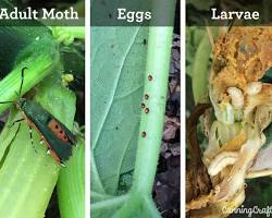 Zucchini Vine Borers - Pestipedia