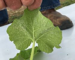 Zucchini Whiteflies - Pestipedia