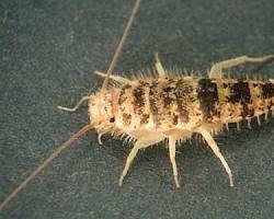 Zygentoma - Pestipedia