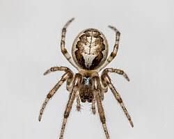 Zygiella Spider - Pestipedia