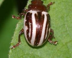Zygogramma Leaf Beetle - Pestipedia