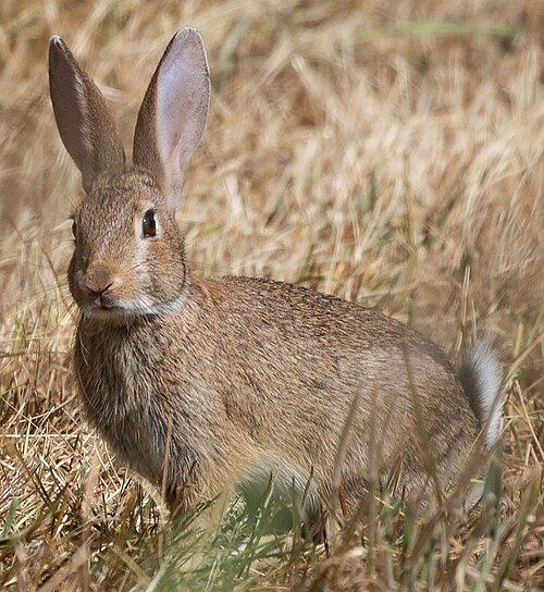 Rabbit - Pestipedia