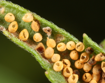 Ragweed Aphids - Pestipedia