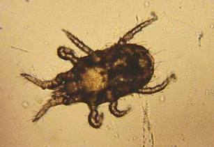 Rat Mite - Pestipedia