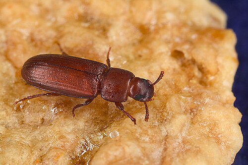 Red Flour Beetle - Pestipedia