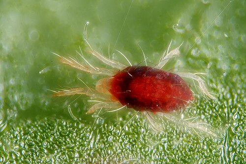 Red Mites - Pestipedia
