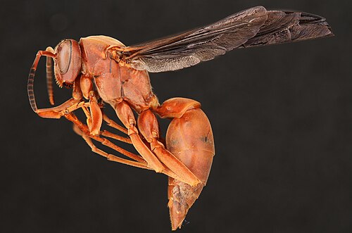 Red paper Wasp - Pestipedia