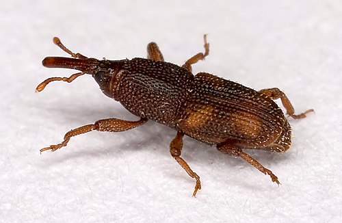 Rice Weevil - Pestipedia