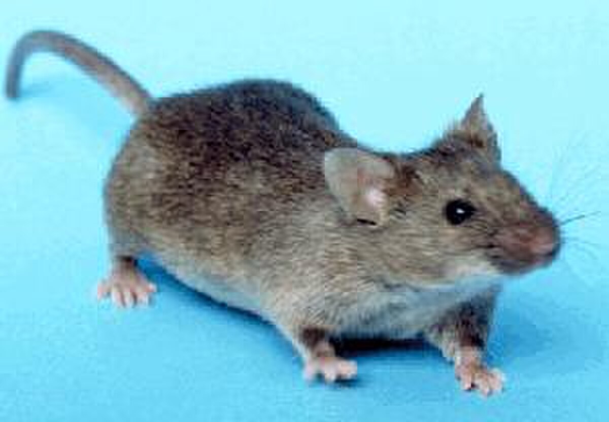 Rodent - Pestipedia