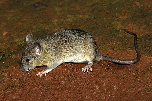 Roof Rat - Pestipedia
