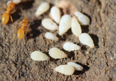 Root Aphid - Pestipedia