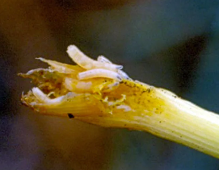 Root Maggot - Pestipedia