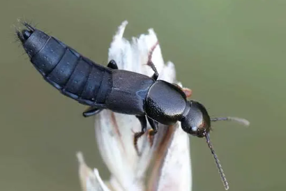 Rove Beetle - Pestipedia