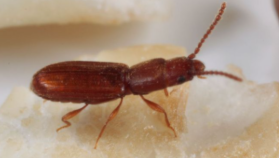 Rusty Grain Beetles - Pestipedia