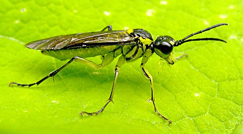 Sawfly - Pestipedia