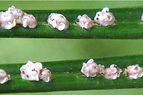 Scale Insects - Pestipedia