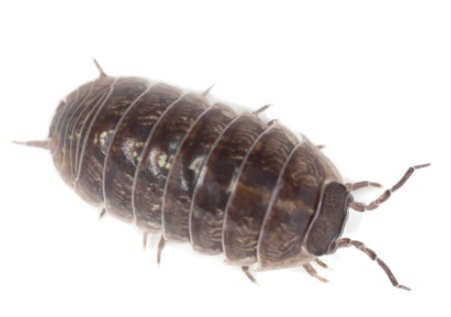 Sowbugs - Pestipedia