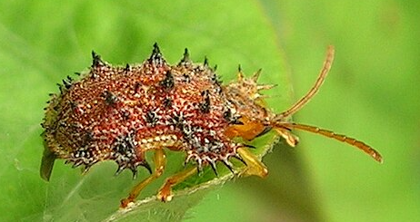 Tortoise Beetles - Pestipedia
