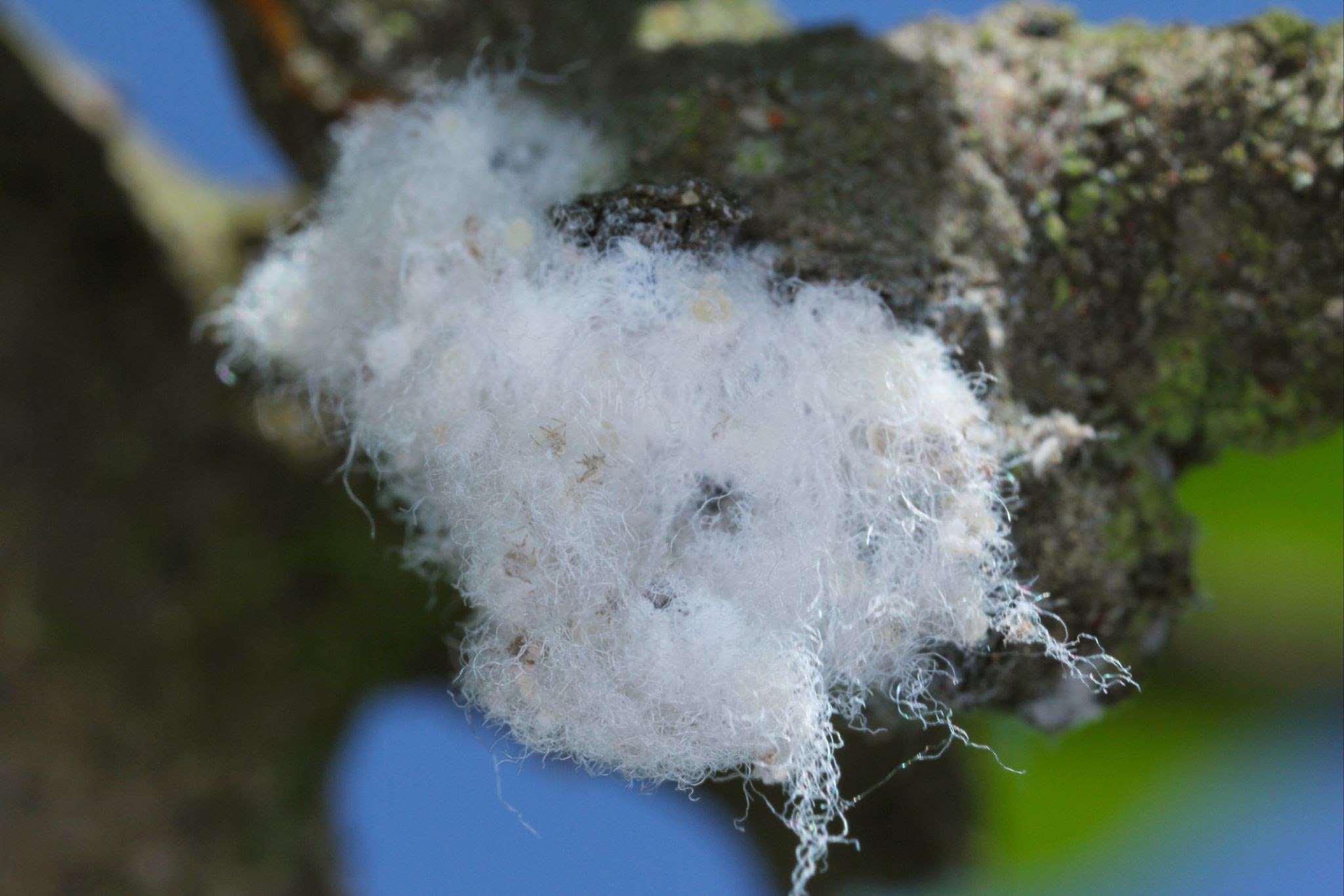 Ulmus Aphids - Pestipedia