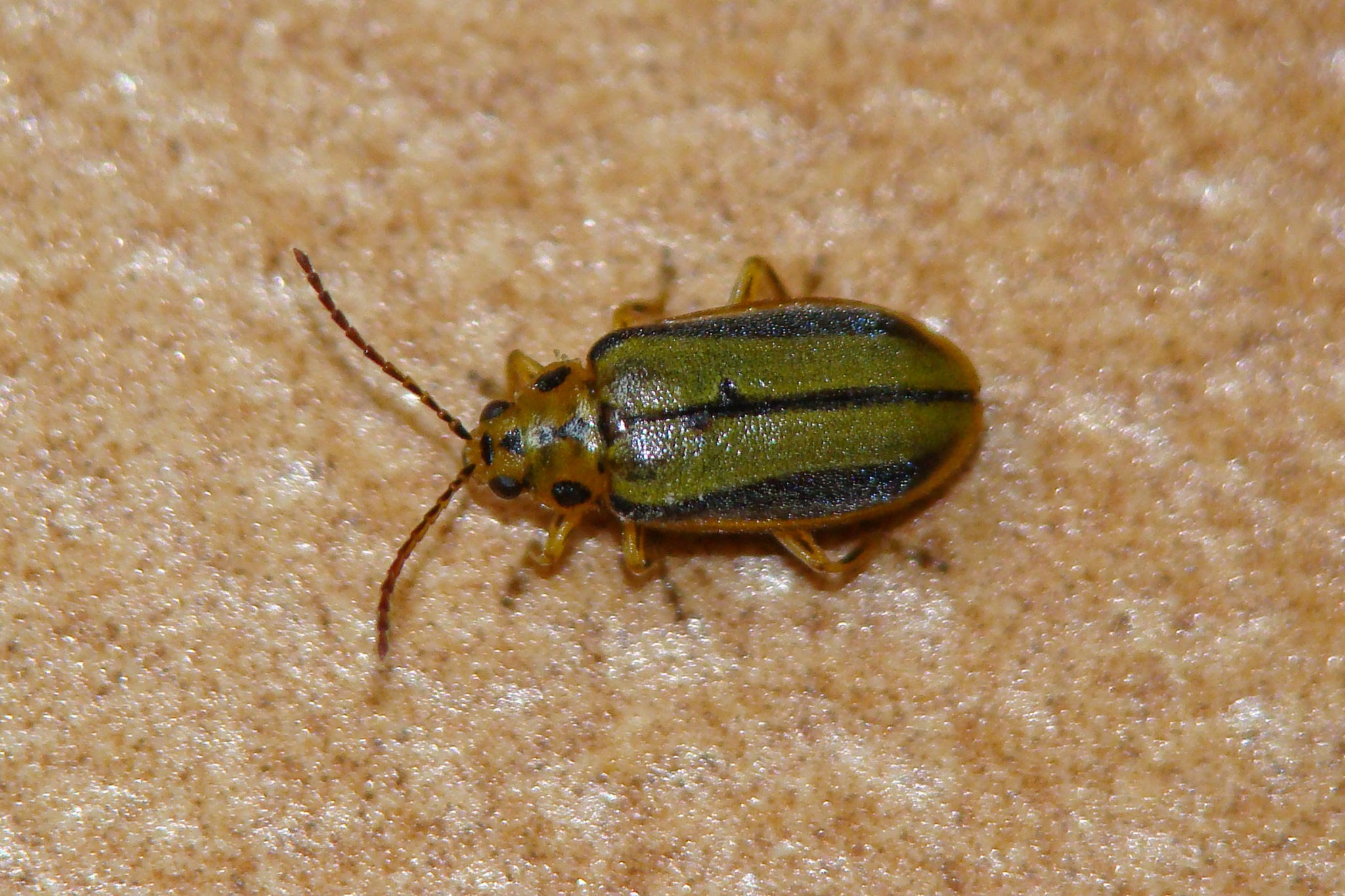 Ulmus Leaf Beetle - Pestipedia