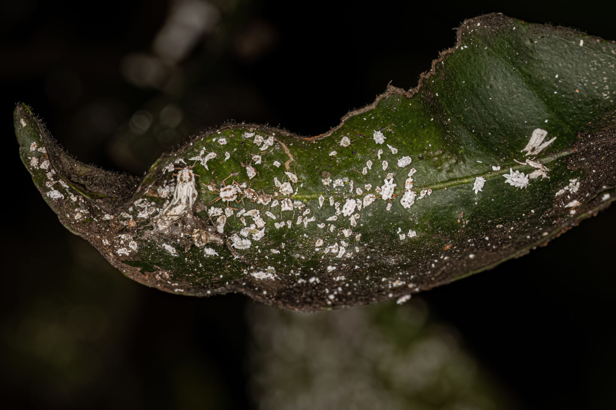 Ulmus Scale Insects - Pestipedia