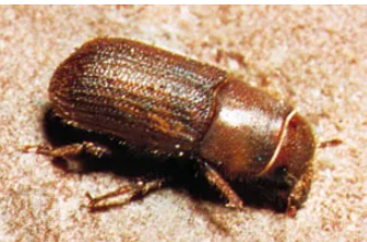 Ulmus Twig Borer - Pestipedia