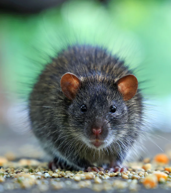 Urban Rodent - Pestipedia