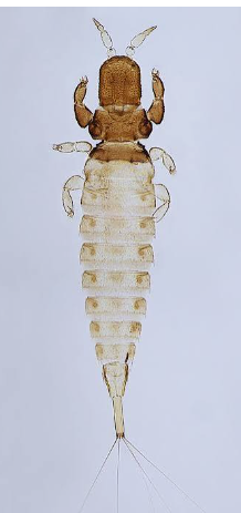 Urothrips Thrips - Pestipedia