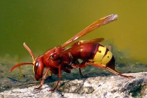 Vini Wasp - Pestipedia